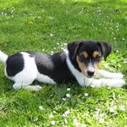 Jack russell terrier Lilo