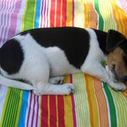 Jack russell terrier Lilo