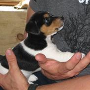 Jack russell terrier Lilo