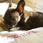 Fransk bulldog Neya