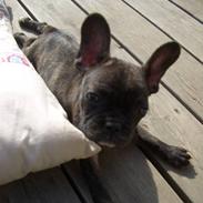 Fransk bulldog Neya