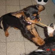 Cavalier king charles spaniel maddie