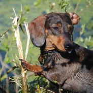 Gravhund Pixi