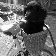 Blanding af racer bella<3