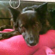 Blanding af racer Tøsen