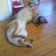 Schæferhund ulveskovens birka (zeta)