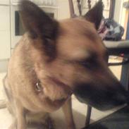 Schæferhund ulveskovens birka (zeta)