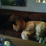 Amerikansk staffordshire terrier Jason