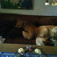 Amerikansk staffordshire terrier Jason