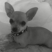 Chihuahua Malou