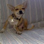 Chihuahua Malou