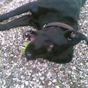 Labrador retriever Charlie