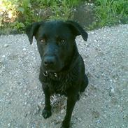 Labrador retriever Charlie