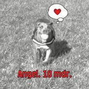 Amerikansk staffordshire terrier Angel