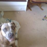 Amerikansk staffordshire terrier Angel