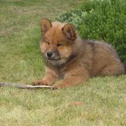 Eurasier Aladdin