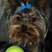 Yorkshire terrier Fonzo