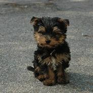 Yorkshire terrier Fonzo