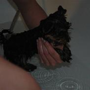 Yorkshire terrier Fonzo