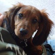 Gravhund Trolle (ikke min mere)