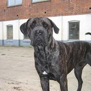 Cane corso Santana