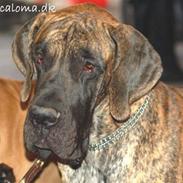 Grand danois Apollon - RIP <3