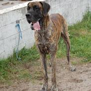 Grand danois Apollon - RIP <3