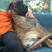 Grand danois Apollon - RIP <3