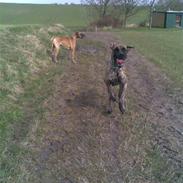 Grand danois Apollon - RIP <3