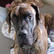 Grand danois Apollon - RIP <3