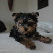 Yorkshire terrier Fonzo