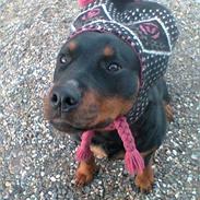 Rottweiler Binee