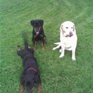 Rottweiler Binee