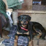 Rottweiler Binee