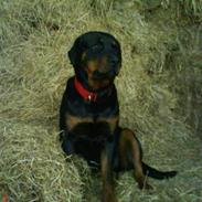 Rottweiler Binee