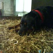 Rottweiler Binee