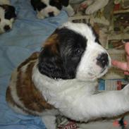 Sankt bernhardshund Ludvig