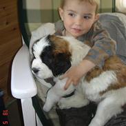 Sankt bernhardshund Ludvig