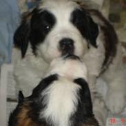 Sankt bernhardshund Ludvig