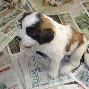 Sankt bernhardshund Ludvig