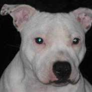 Staffordshire bull terrier Princess Liva