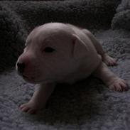 Staffordshire bull terrier Princess Liva