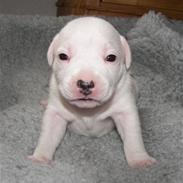 Staffordshire bull terrier Princess Liva