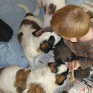 Sankt bernhardshund Ludvig