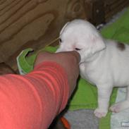 Staffordshire bull terrier Princess Liva