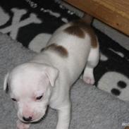 Staffordshire bull terrier Princess Liva