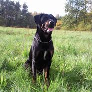 Blanding af racer Max