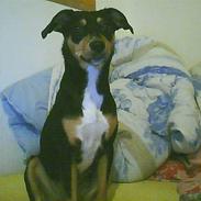 Blanding af racer Isis