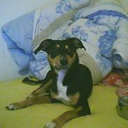 Blanding af racer Isis