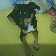 Blanding af racer Isis